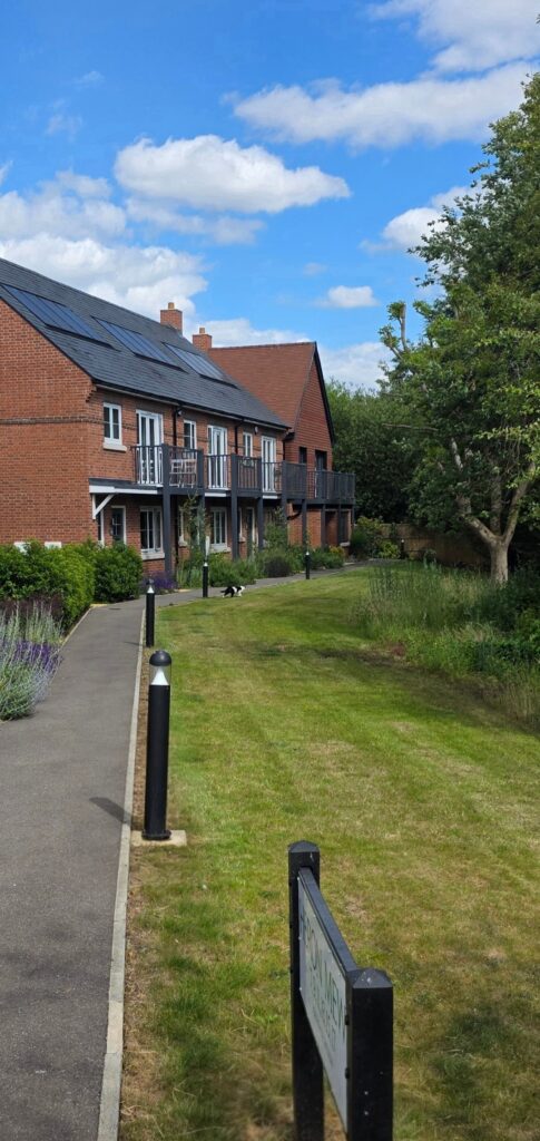 Grass area and wild flowers with lavander