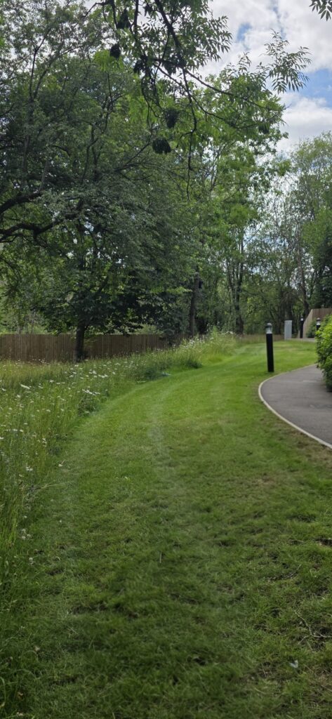 Cut grass with wild flowers