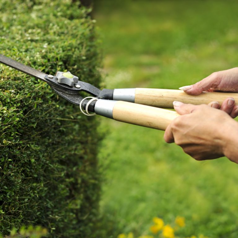 secateurs cutting hedge