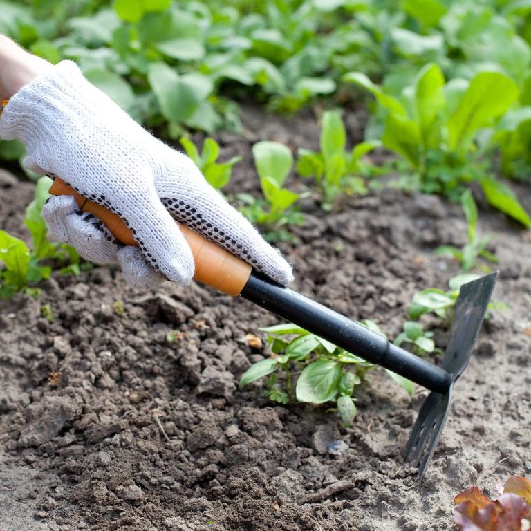 Picture of a a person prepping soil